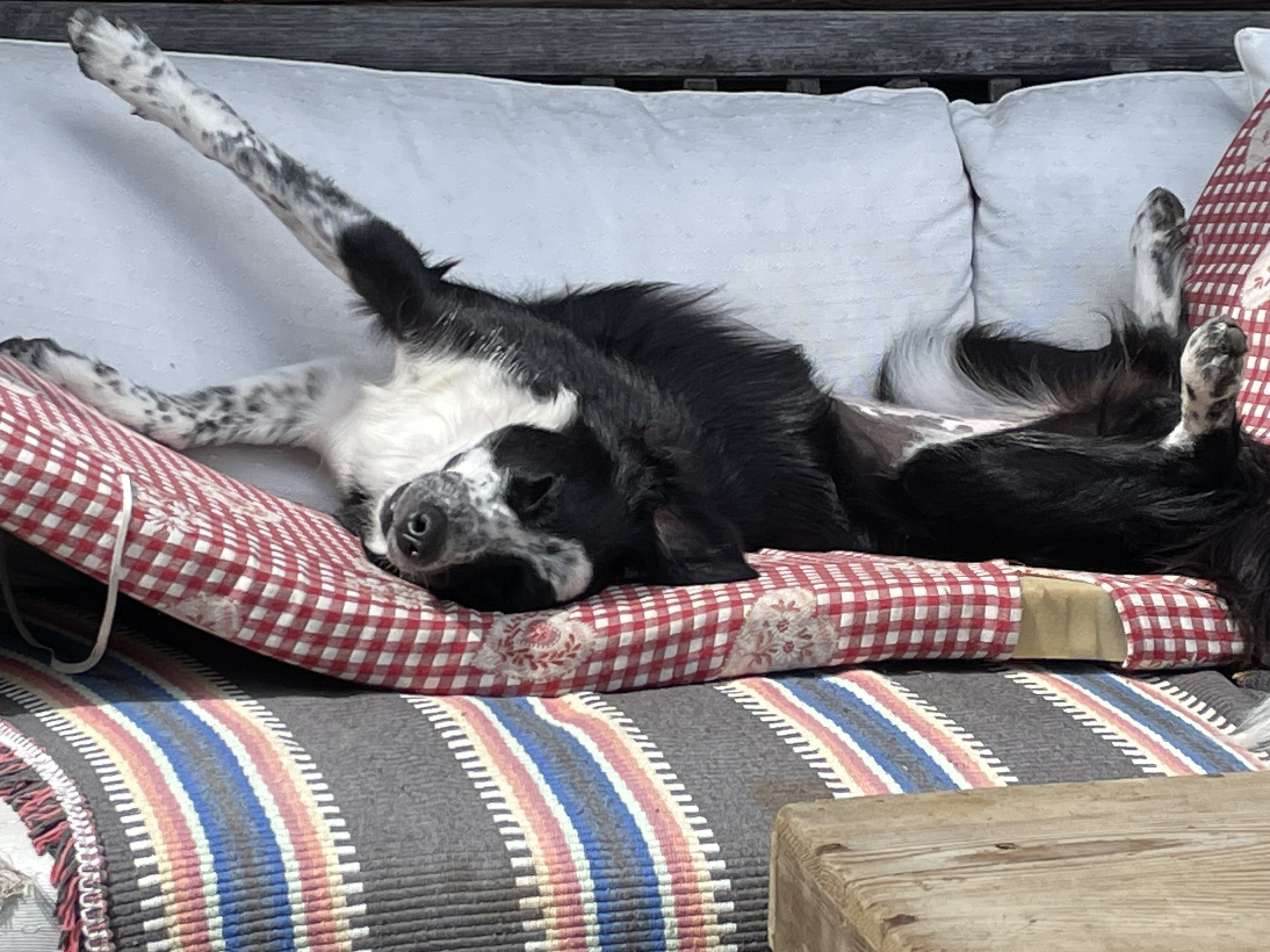 Led by Poppy Border Collie & Junior Rescue Dog in Training